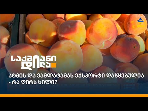 ატმის და ვაშლატამას ექსპორტი დაწყებულია - რა ღირს ხილი?